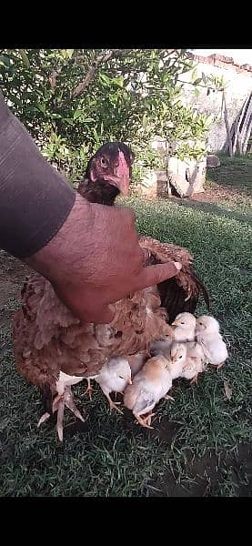 quality aseel hen with 14 chicks 0