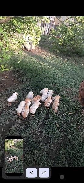 quality aseel hen with 14 chicks 3
