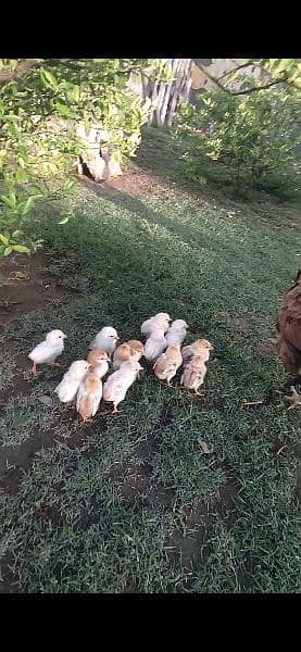 quality aseel hen with 14 chicks 4