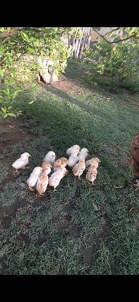 quality aseel hen with 14 chicks 5