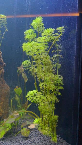 Aquarium live plants 1