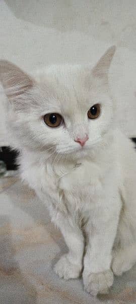 White persian cat in 12000 age 6 month 1