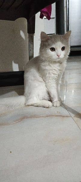 White persian cat in 12000 age 6 month 2