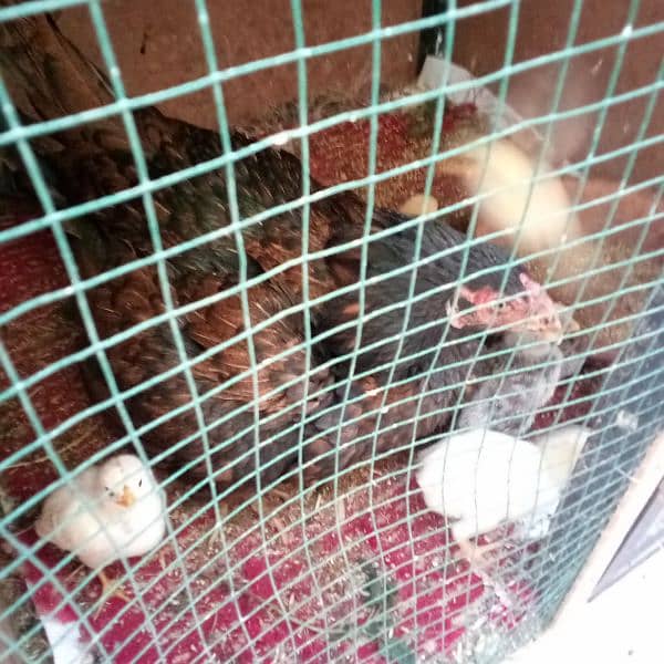 Aseel Murgha, Fancy Murgha, Hen with chicks 4