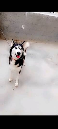 husky