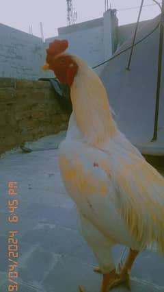 White chicken murga