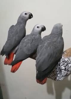 African Grey self feed chicks looking for new home