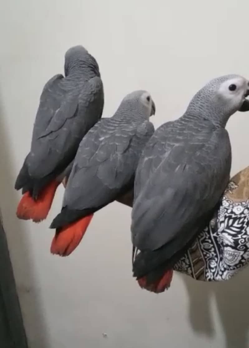 African Grey self feed chicks looking for new home 1