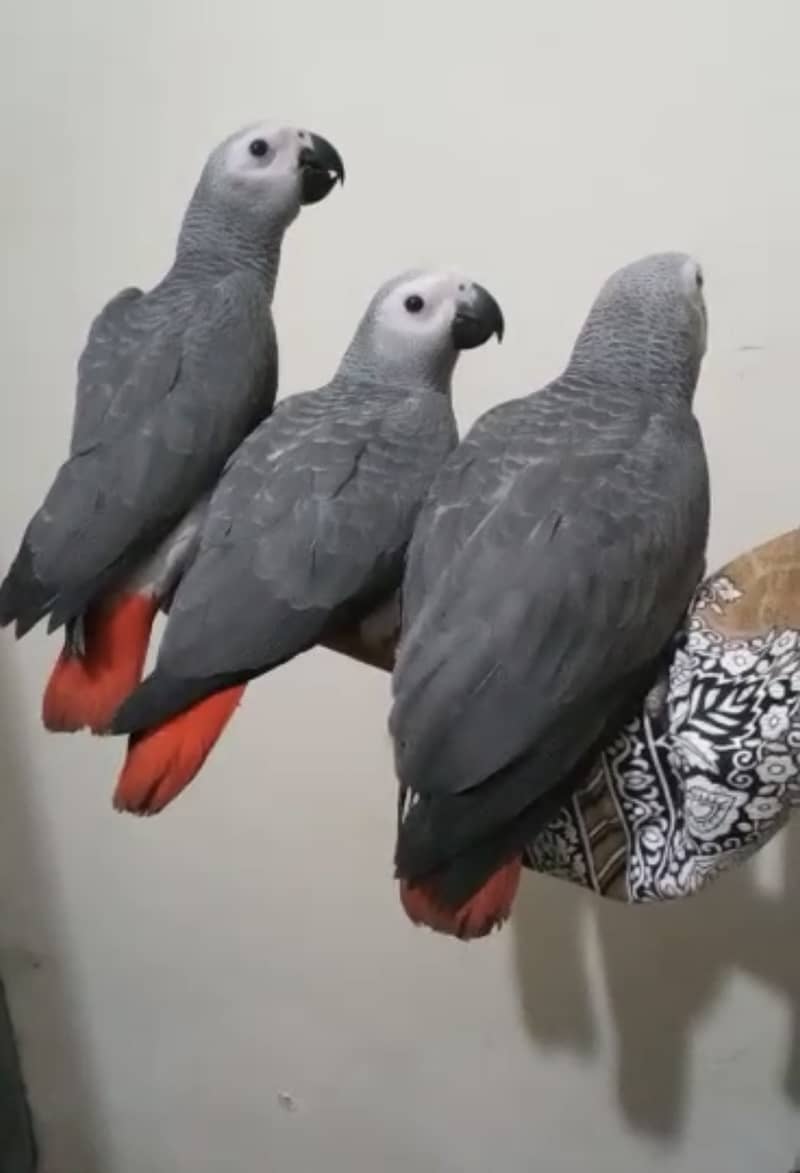 African Grey self feed chicks looking for new home 2