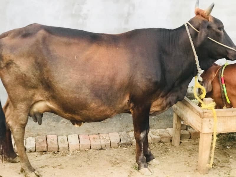 Gaban Pregnant cow for sale , 12 kilo milk per day 0