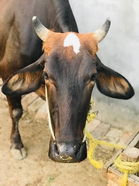 Gaban Pregnant cow for sale , 12 kilo milk per day 1