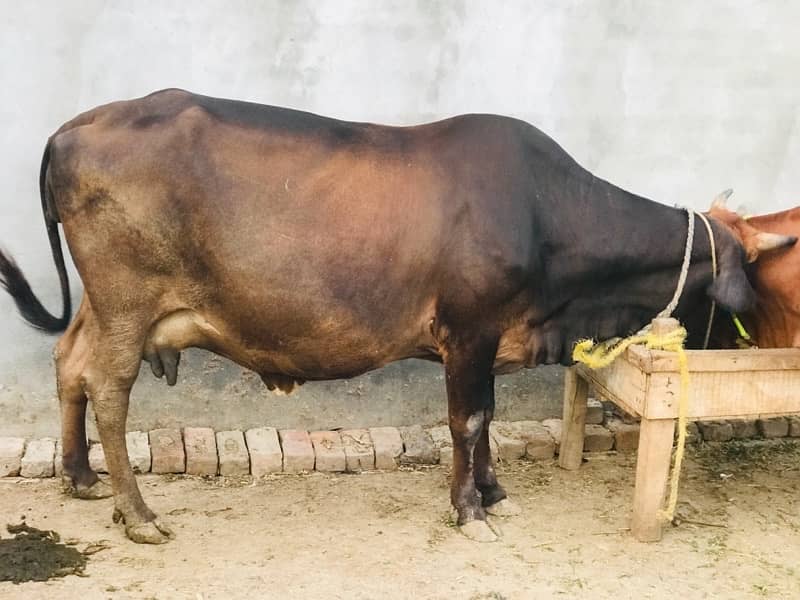 Gaban Pregnant cow for sale , 12 kilo milk per day 2