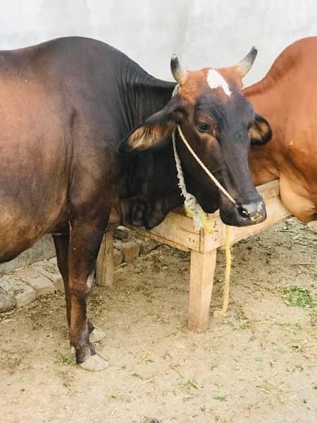 Gaban Pregnant cow for sale , 12 kilo milk per day 4