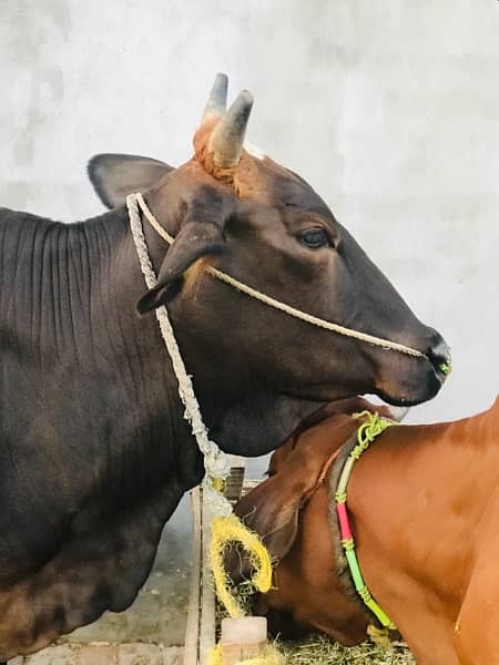 Gaban Pregnant cow for sale , 12 kilo milk per day 5