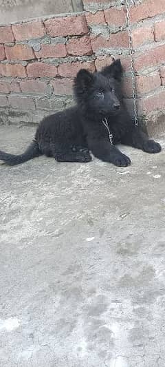 Black German shepherd puppy