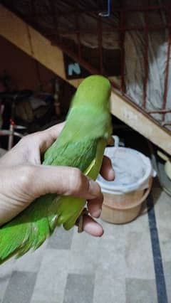 green Ring Neck parrot for sale