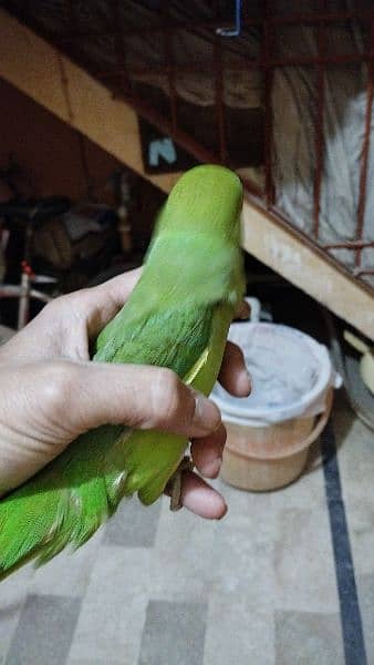 yellow and white Ring Neck green Ring Neck parrot for sale 0