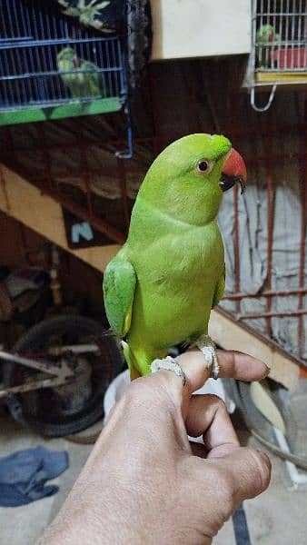 yellow and white Ring Neck green Ring Neck parrot for sale 1