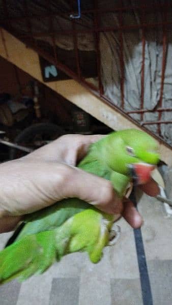 yellow and white Ring Neck green Ring Neck parrot for sale 2