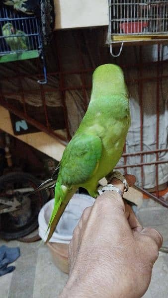 yellow and white Ring Neck green Ring Neck parrot for sale 3
