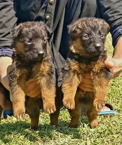 German Shepherd double coat pair
