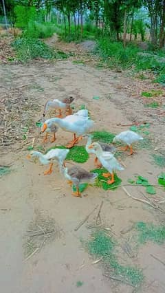 Very beautiful Ducks