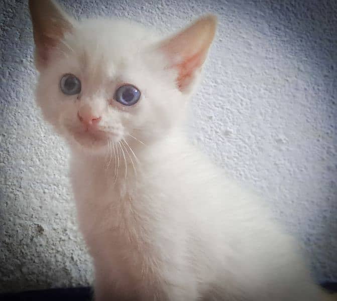 Blue eyed persian kitten couple. 1