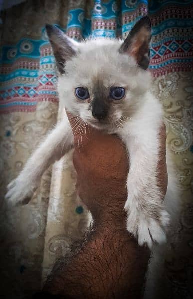 Blue eyed persian kitten couple. 4