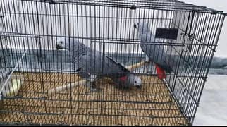 african gray self available