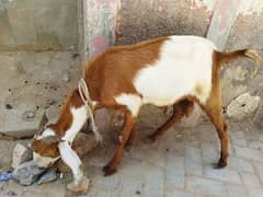 2 daant Bakra