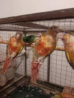 Pineapple Conure Parrots | High Red Factor Pairs Available
