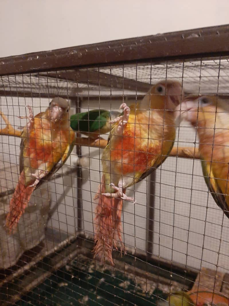 Pineapple Conure Parrots | High Red Factor Pairs Available 0