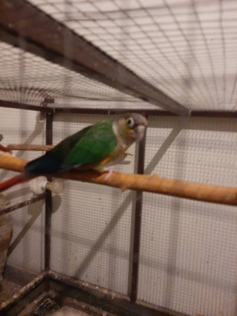 Pineapple Conure Parrots | High Red Factor Pairs Available 1