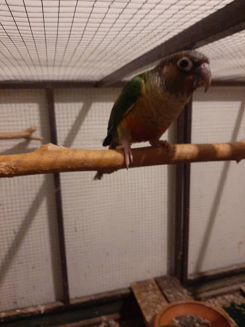 Pineapple Conure Parrots | High Red Factor Pairs Available 2