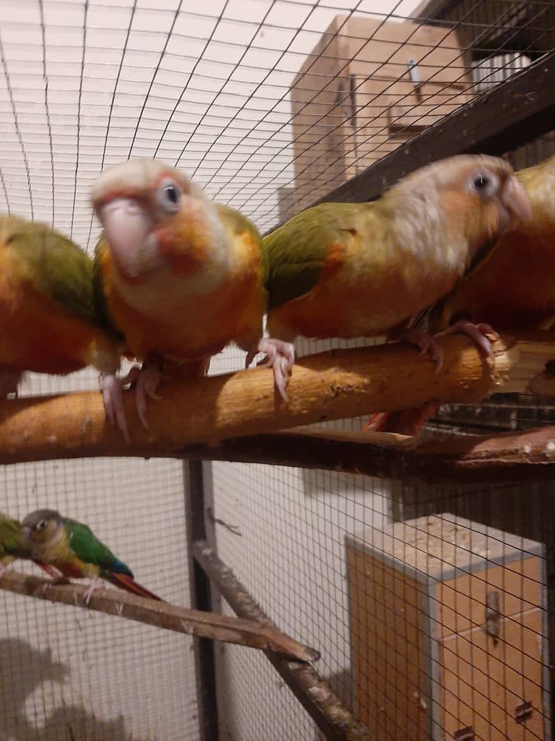 Pineapple Conure Parrots | High Red Factor Pairs Available 3