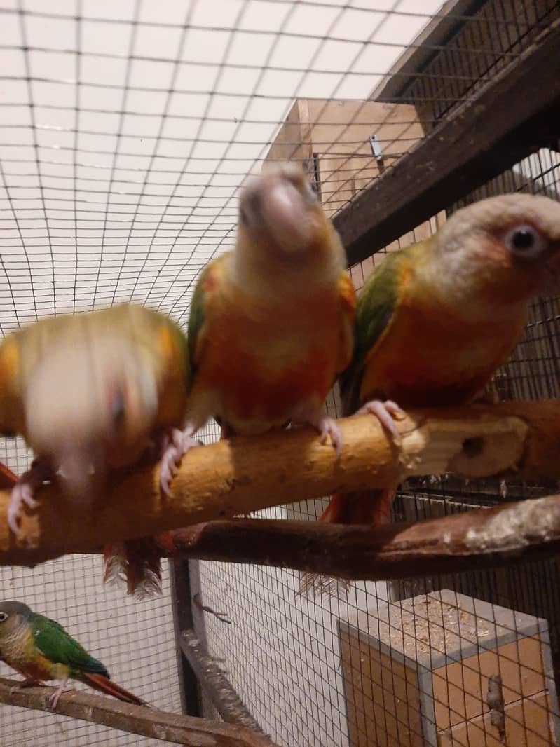 Pineapple Conure Parrots | High Red Factor Pairs Available 4
