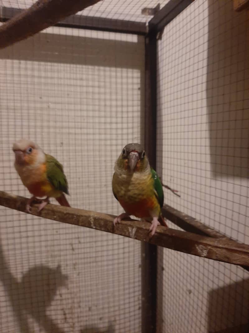 Pineapple Conure Parrots | High Red Factor Pairs Available 6