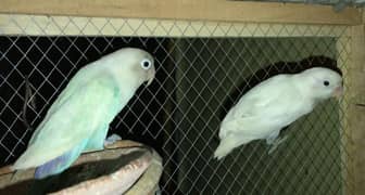 albino blue pestil pair love birds