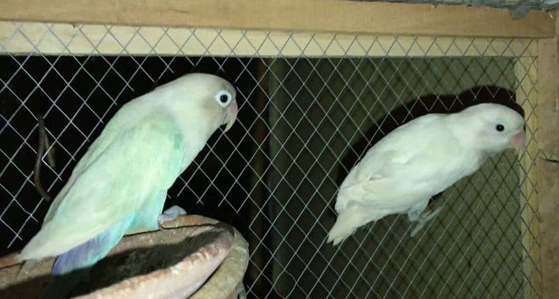 albino blue pestil pair love birds 0