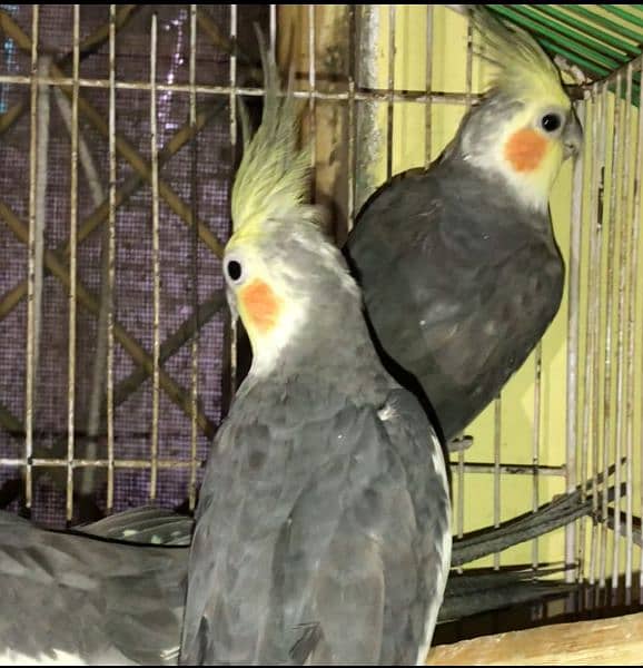 albino blue pestil pair love birds 7
