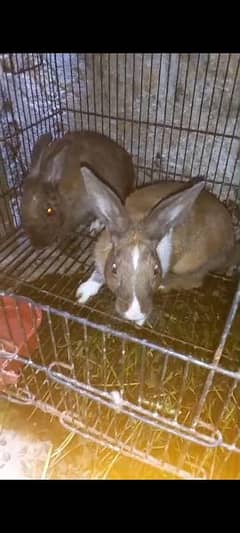 brown rabbit pair for sale