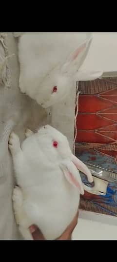 New Zealand rabbit for sale age 5 mah 15 din