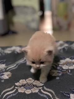 pure Persian cat smoke gray fur full loving and playing kittens