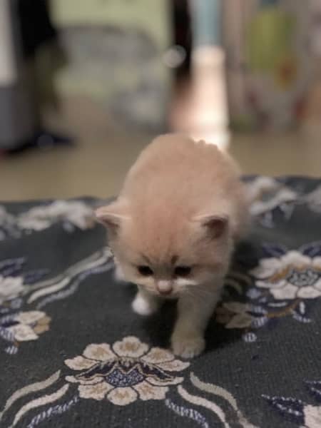 pure Persian cat fur full loving and playing kittens 0