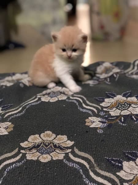 pure Persian cat fur full loving and playing kittens 1
