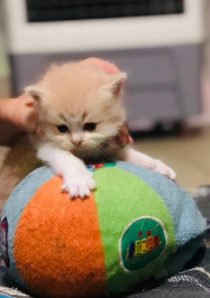 pure Persian cat fur full loving and playing kittens 2