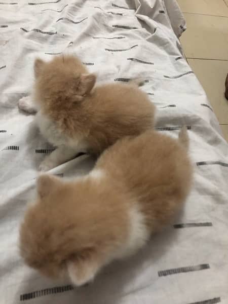 pure Persian cat fur full loving and playing kittens 4