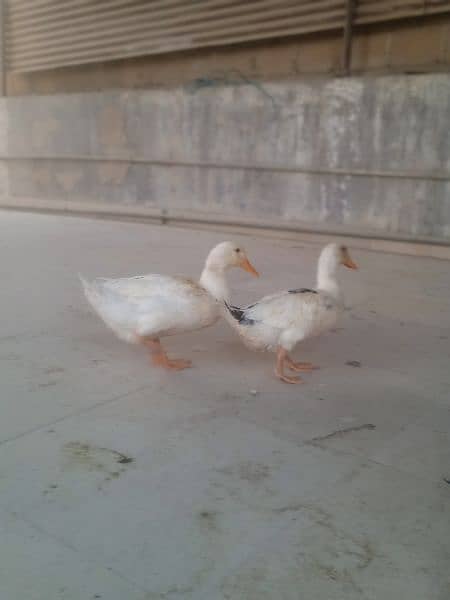 2 Breeder Ducks Pair 1
