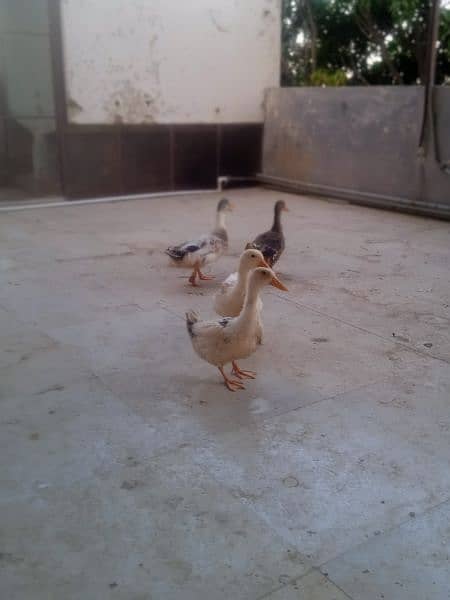 2 Breeder Ducks Pair 3