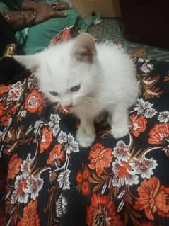 cat for salecat for sale